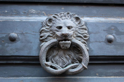 Close-up of animal on door