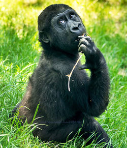 Monkey sitting on grass