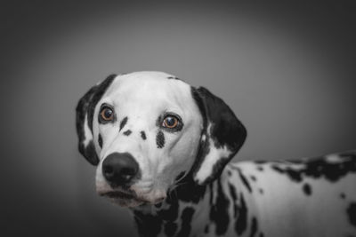 Close-up portrait of dog