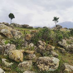 Plants growing on rocks against sky