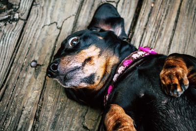 Close-up of dog on wood