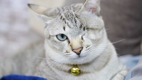 Close-up portrait of cat