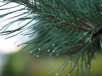 Close-up of raindrops on pine tree
