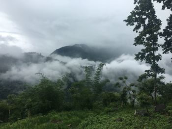 Scenic view of forest against sky