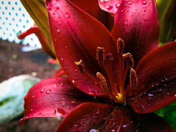 Close-up of raindrops on pink lily