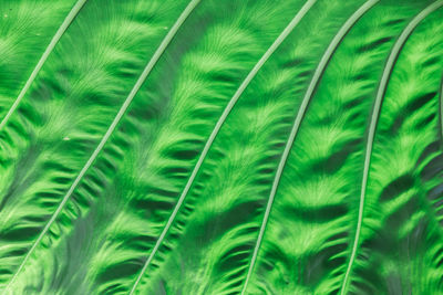 Full frame shot of palm leaf