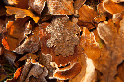 Full frame shot of dry leaves