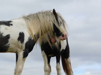 Horses standing against cloudy sky