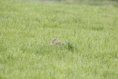 View of a bird on grass