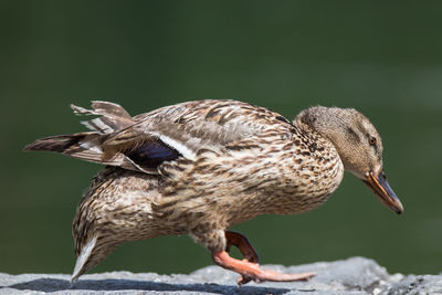 Close-up of bird