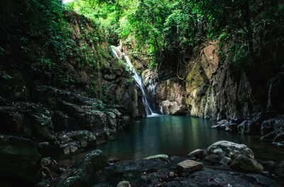 Scenic view of waterfall in forest