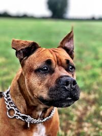 Close-up portrait of a dog on field