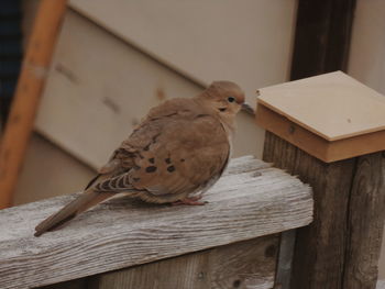 Close-up of bird perching on table