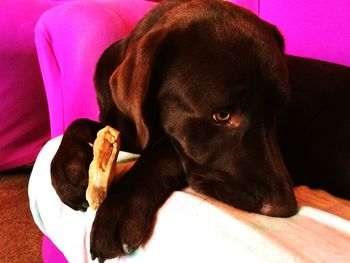 Close-up of dog lying on blanket