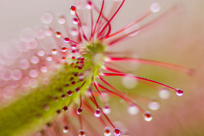 Close-up of pink flower