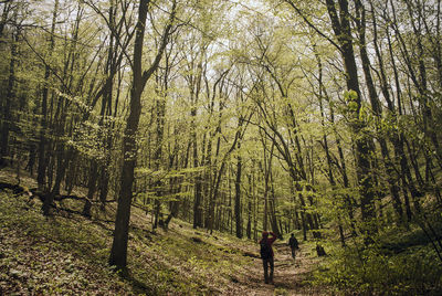 Scenic view of forest