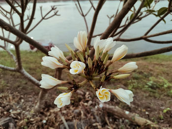 Close-up of white flowering plant