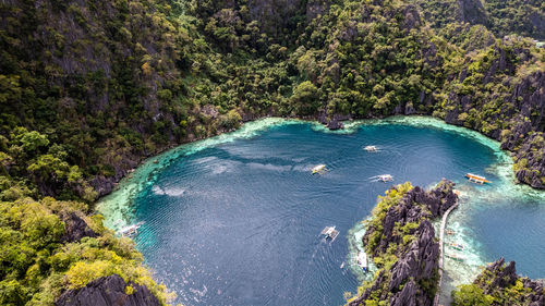 High angle view of trees in forest