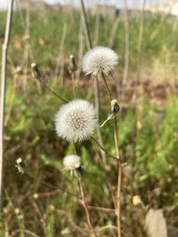 Close-up of wilted dandelion flower on field