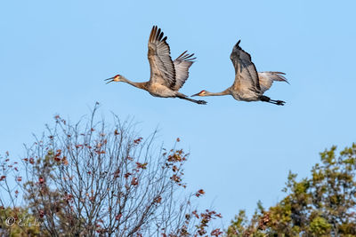 Sandhill cranes flying