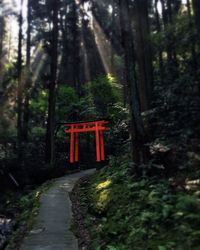 Red road amidst trees in forest