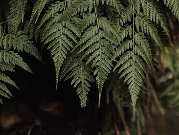 Close-up of fern leaves