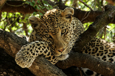 View of cat on tree