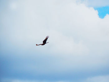 Low angle view of bird flying in sky