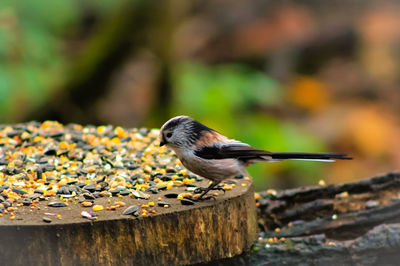 Close-up of bird feeding