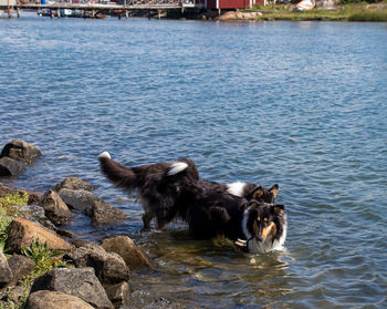 Dog swimming in water