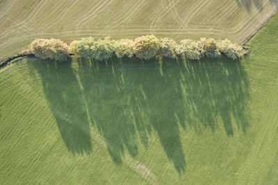 High angle view of plants growing on field