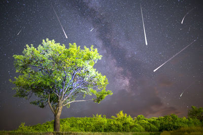 Trees against clear sky at night