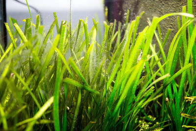 Close-up of fresh green plants in field