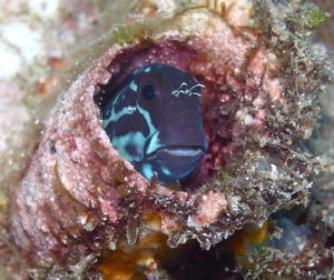 Close-up of fish swimming in sea