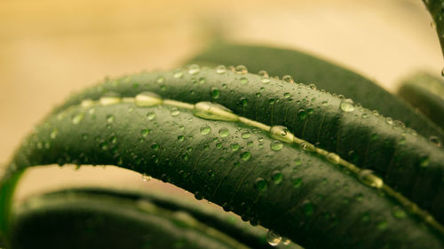 Close-up of raindrops on leaf