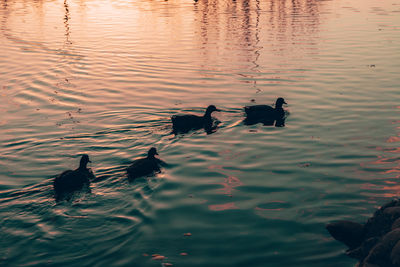 High angle view of ducks swimming on lake