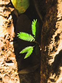 Close-up of tree trunk