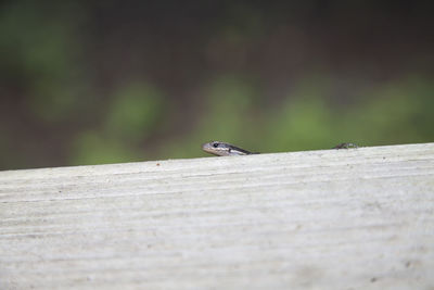 Close-up of insect on wood
