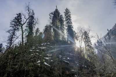 Sunlight streaming through trees in forest against sky