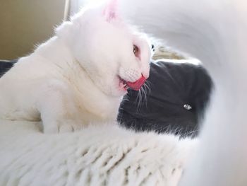 Close-up of white cat yawning