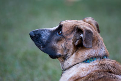 Close-up of dog outdoors