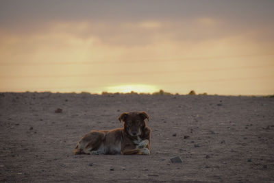 Portrait of dog relaxing on field against sky during sunset