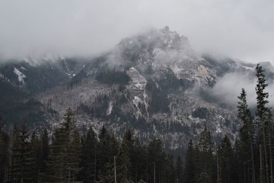 Pine trees in forest against sky