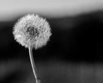 Close-up of dandelion flower