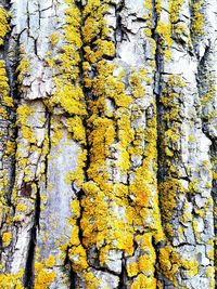 Low angle view of trees