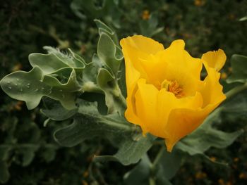 Close-up of yellow rose flower