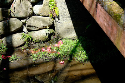 Close-up of plants