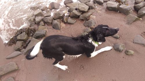 High angle view of dog in water