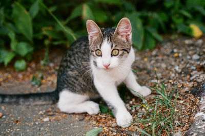 Portrait of tabby cat on field