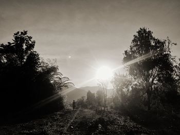 Sunlight streaming through trees on sunny day